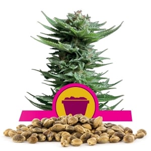 Shining Silver Haze Bulk Seeds