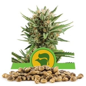 Sweet Skunk Automatic Bulk Seeds