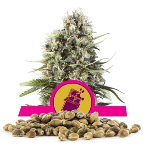 Chocolate Haze Magok Nagy Tételben