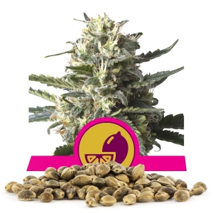Lemon Shining Silver Haze ömlesztett magok Lemon Shining Silver Haze ömlesztett magok