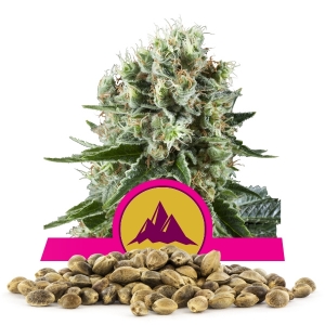 Critical Kush Magok Nagy Tételben Critical Kush Magok Nagy Tételben
