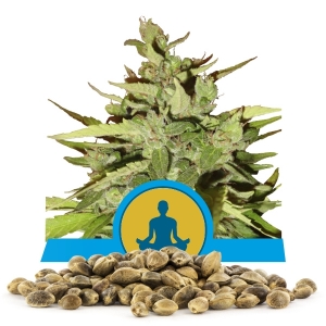 Stress Killer Automatic CBD Magok Nagy Tételben