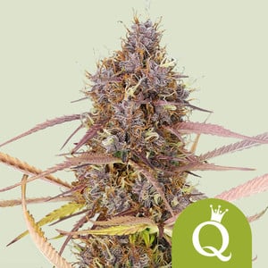 www.royalqueenseeds.hu