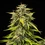 Tropicana Cookies Purple Auto