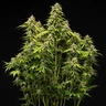 Tropicana Cookies Purple Auto