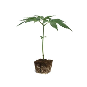 Tangie dugványok