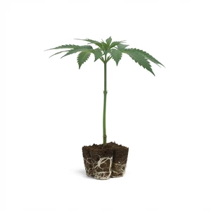 OG Kush dugványok