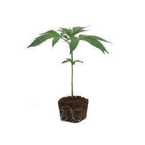 Purple Punch dugvány