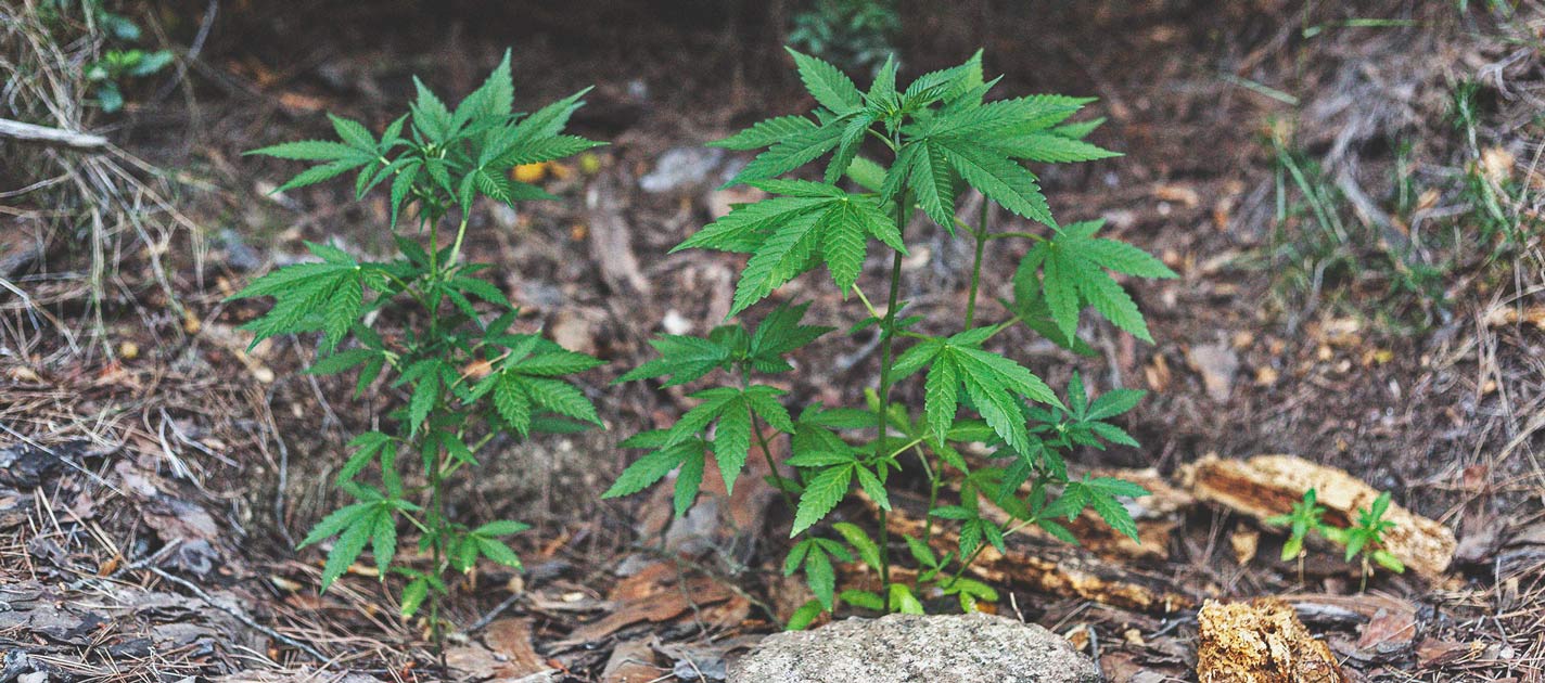 The Basics of Cannabis Outdoor Growing (Part 1)