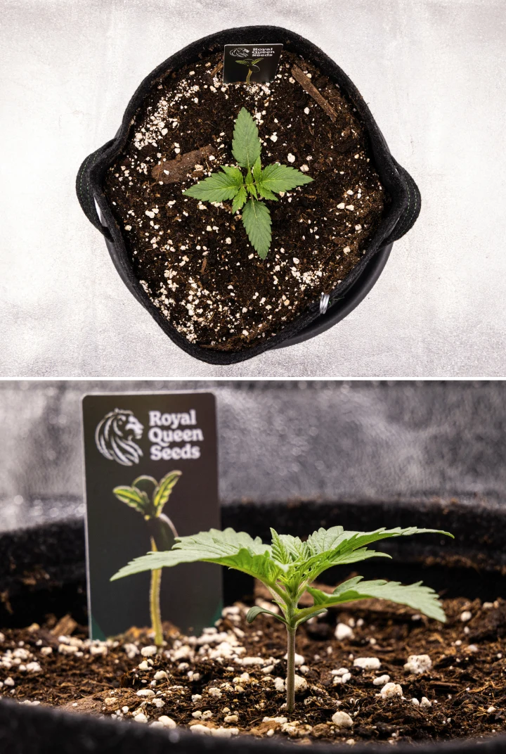 Atlas F1 kannabiszpalánta textilcserépben a grow report 1. hetében, korai levélfejlődéssel, egészséges talajjal, perlittel és Royal Queen Seeds növénycímkével.