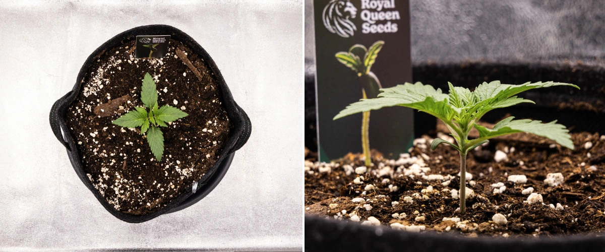 Atlas F1 kannabiszpalánta textilcserépben a grow report 1. hetében, korai levélfejlődéssel, egészséges talajjal, perlittel és Royal Queen Seeds növénycímkével.