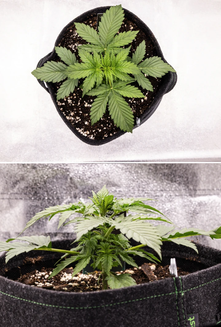 Atlas F1 kannabisznövény textilcserépben a grow report 2. hetében, egészséges vegetatív növekedéssel, széles zöld levelekkel, perlites talajjal és kompakt növényszerkezettel.