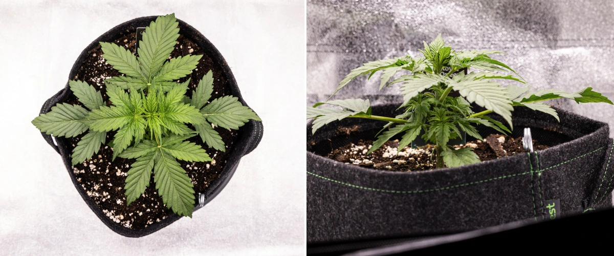 Atlas F1 kannabisznövény textilcserépben a grow report 2. hetében, egészséges vegetatív növekedéssel, széles zöld levelekkel, perlites talajjal és kompakt növényszerkezettel.