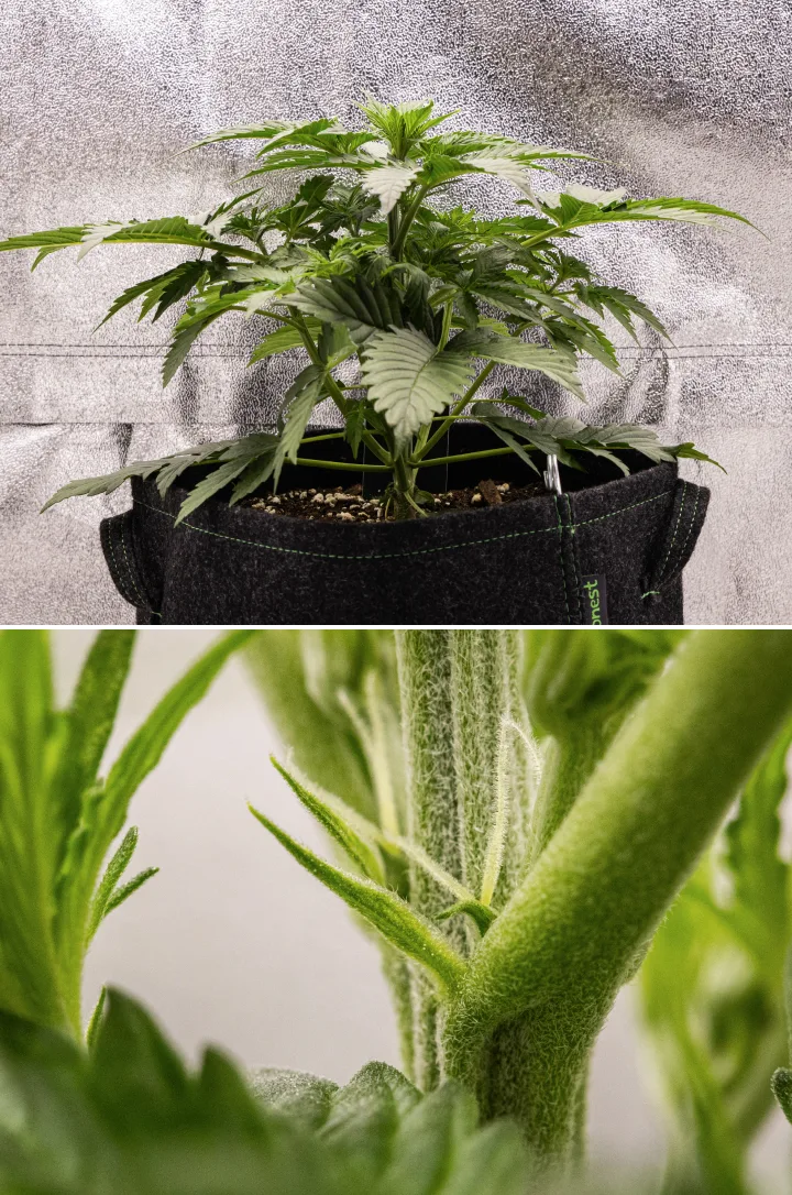 Atlas F1 kannabisznövény textilcserépben a grow report 3. hetében, kompakt növekedéssel, a virágzás korai jeleivel, fehér bibékkel és egészséges zöld lombozattal.