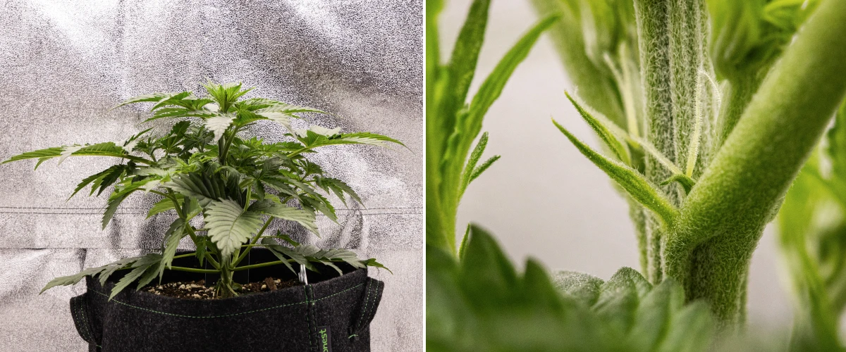 Atlas F1 kannabisznövény textilcserépben a grow report 3. hetében, kompakt növekedéssel, a virágzás korai jeleivel, fehér bibékkel és egészséges zöld lombozattal.