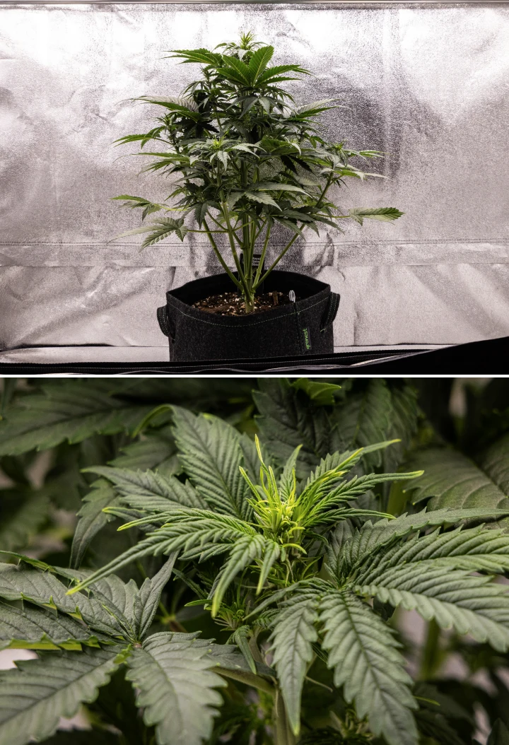 Atlas F1 kannabisznövény textilcserépben a grow report 4. hetében, erős függőleges növekedéssel, korai virágképződéssel, egészséges zöld levelekkel és látható virágzási pontokkal.