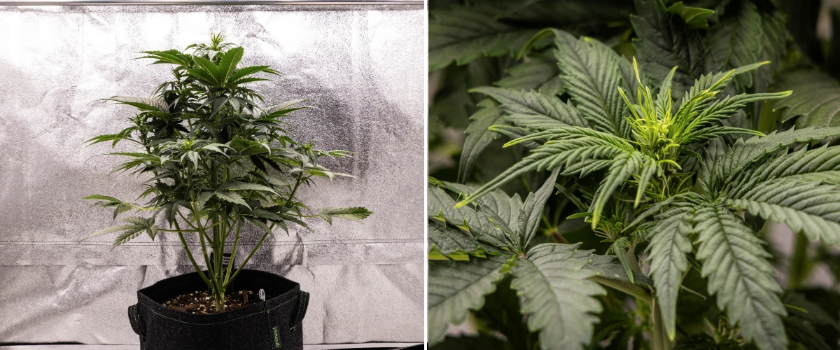 Atlas F1 kannabisznövény textilcserépben a grow report 4. hetében, erős függőleges növekedéssel, korai virágképződéssel, egészséges zöld levelekkel és látható virágzási pontokkal.