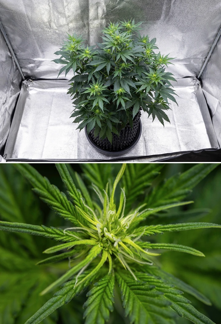 Atlas F1 kannabisznövény textilcserépben a grow report 5. hetében, több virágzási ponttal, fejlődő virágokkal, fehér bibékkel és egészséges zöld lombozattal.