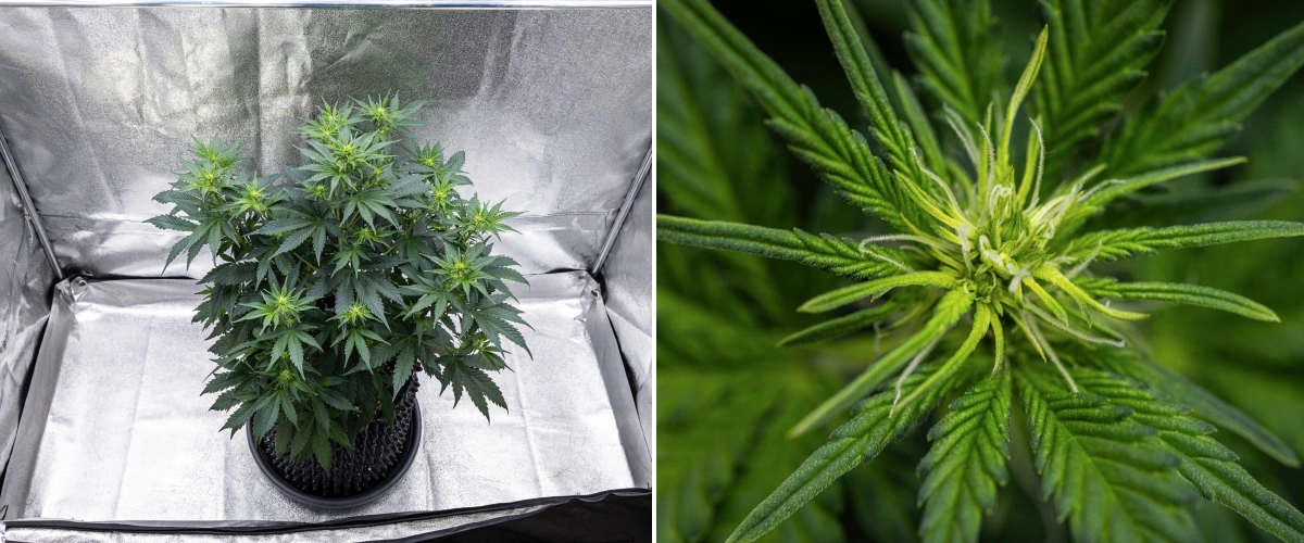Atlas F1 kannabisznövény textilcserépben a grow report 5. hetében, több virágzási ponttal, fejlődő virágokkal, fehér bibékkel és egészséges zöld lombozattal.