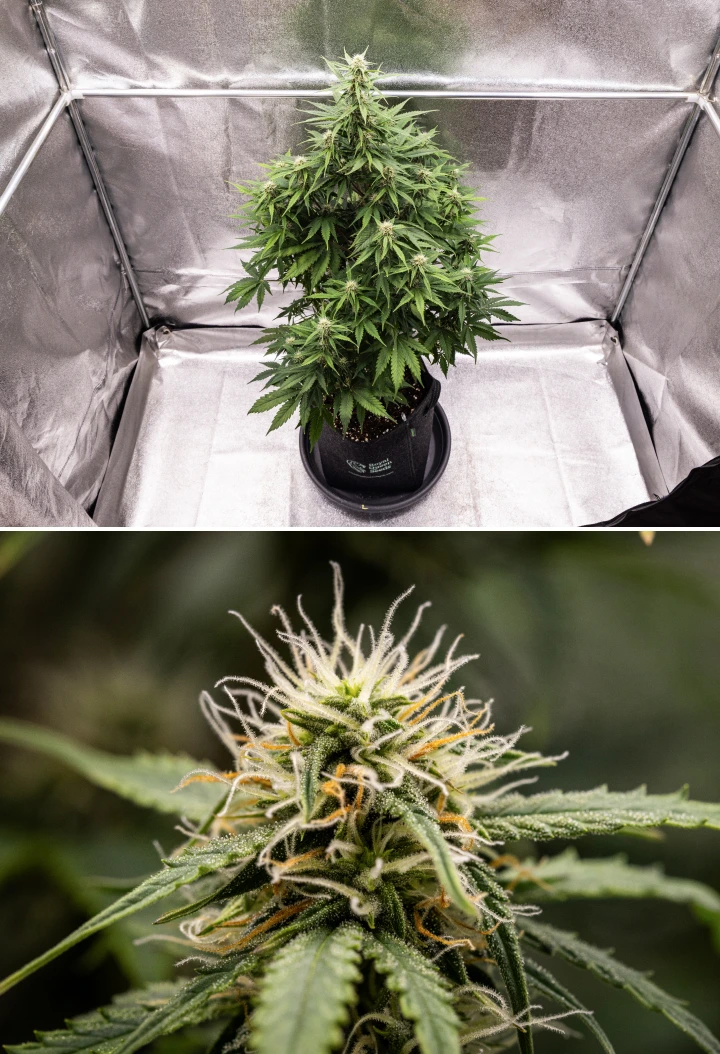 Atlas F1 kannabisznövény textilcserépben a grow report 6. hetében, sűrű virágfejlődéssel, fehér és narancssárga bibékkel, gyantás trichomákkal és egészséges virágzási növekedéssel.
