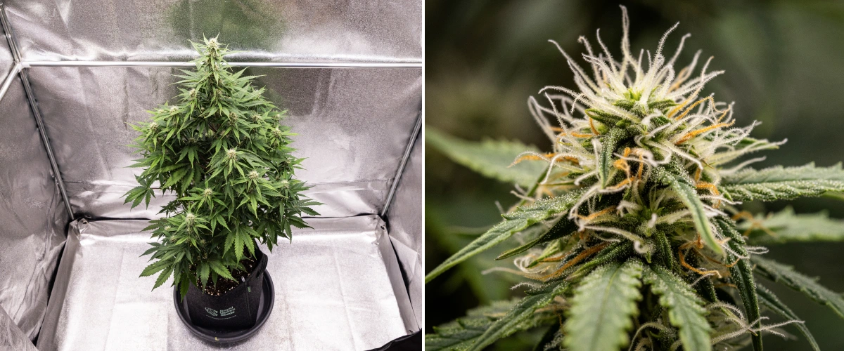 Atlas F1 kannabisznövény textilcserépben a grow report 6. hetében, sűrű virágfejlődéssel, fehér és narancssárga bibékkel, gyantás trichomákkal és egészséges virágzási növekedéssel.