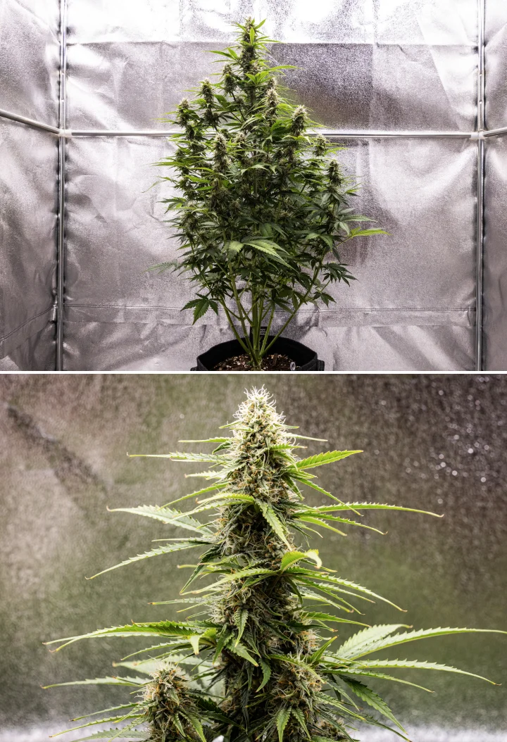 Atlas F1 kannabisznövény textilcserépben a grow report 7. hetében, érett virágfejlődéssel, gyantás virágokkal, narancssárga bibékkel és magas központi colával.