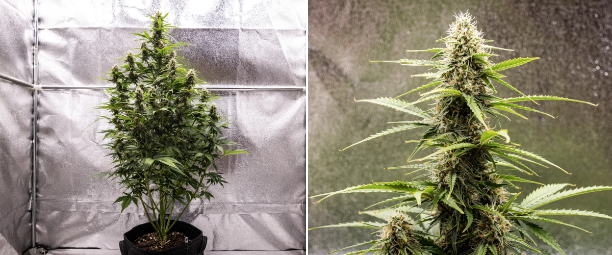 Atlas F1 kannabisznövény textilcserépben a grow report 7. hetében, érett virágfejlődéssel, gyantás virágokkal, narancssárga bibékkel és magas központi colával.