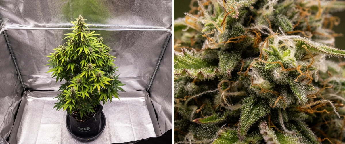 Atlas F1 kannabisznövény textilcserépben a grow report 8. hetében, fagyos érett virágokkal, sűrű trichomaborítással, narancssárga bibékkel és szüretre kész virágzási növekedéssel.