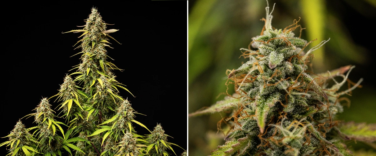 Atlas F1 kannabisznövény a grow report 9. hetében, teljesen beérett virágokkal, sűrű trichomaborítással, narancssárga bibékkel, fakuló levelekkel és érett virágzási növekedéssel.