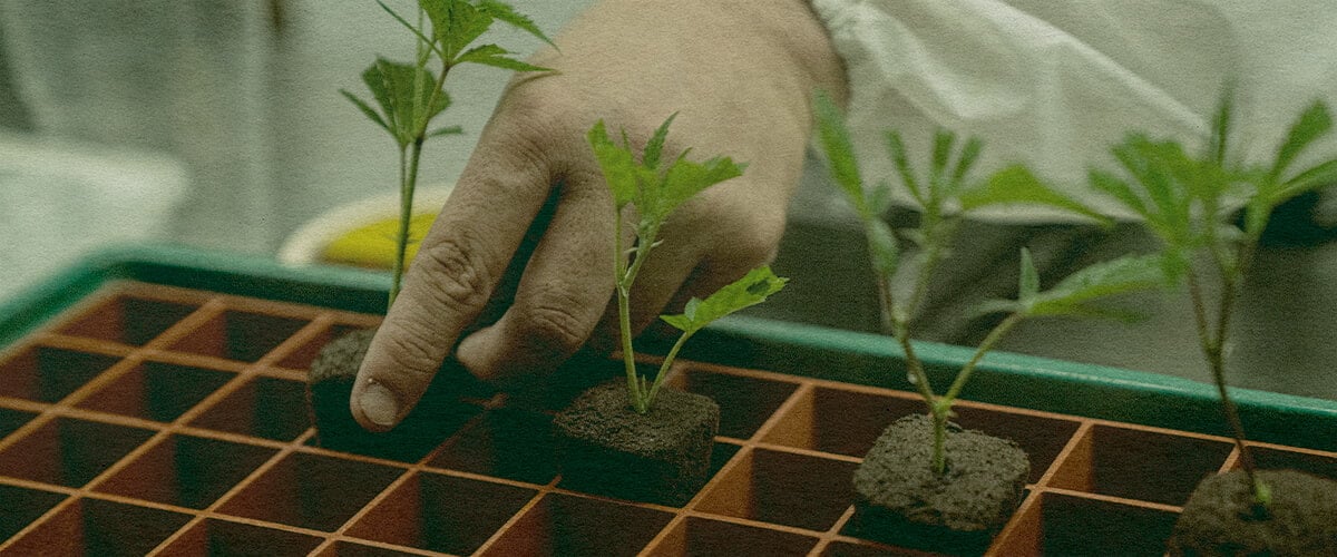 Időmegtakarító Kannabisz Klonozás: Földtálca Kép Kéz, amely kannabisz klónokat ültet egy földtálcába hatékony növekedés érdekében, kiemelve az időt megtakarító klónozási technikákat egy zöld tálcán, ideális kannabisz termesztési útmutatókhoz.