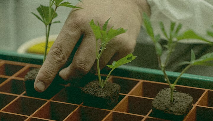 Időmegtakarító Kannabisz Klonozás: Földtálca Kép Kéz, amely kannabisz klónokat ültet egy földtálcába hatékony növekedés érdekében, kiemelve az időt megtakarító klónozási technikákat egy zöld tálcán, ideális kannabisz termesztési útmutatókhoz.
