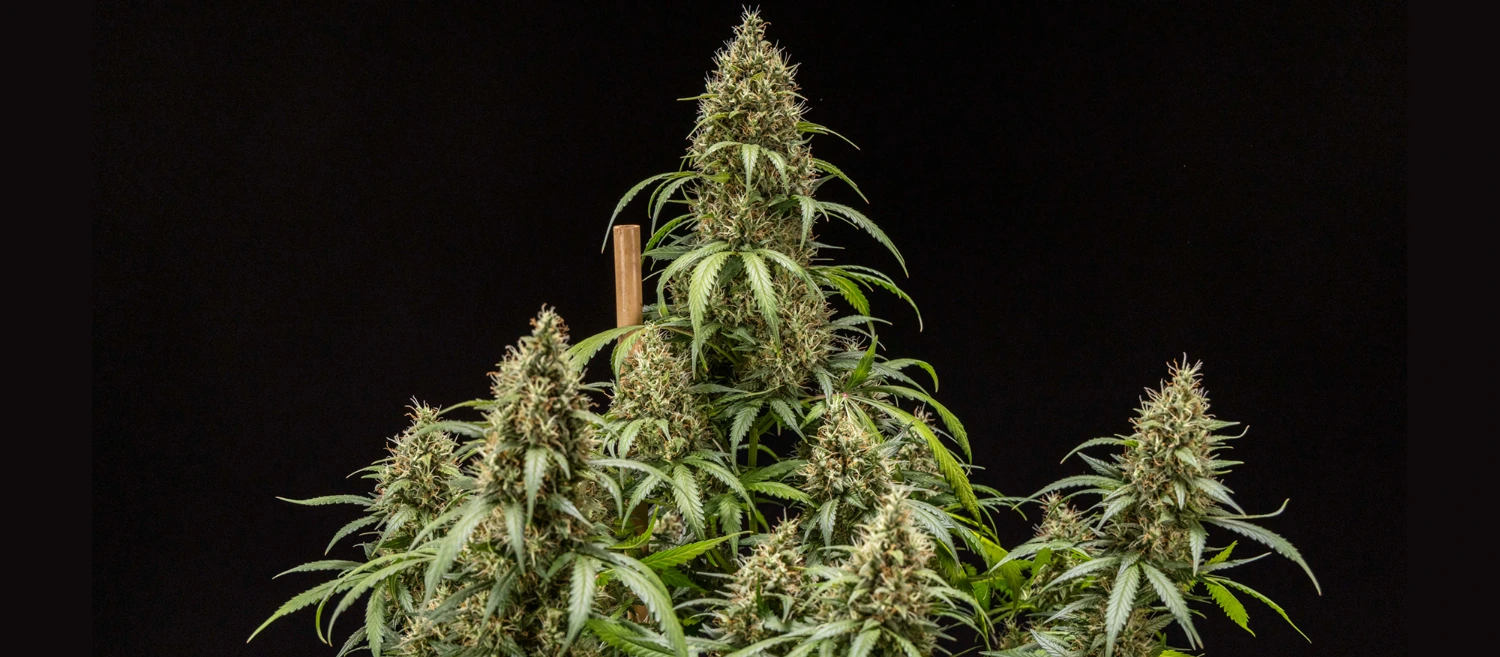 Cookies Gelato Auto