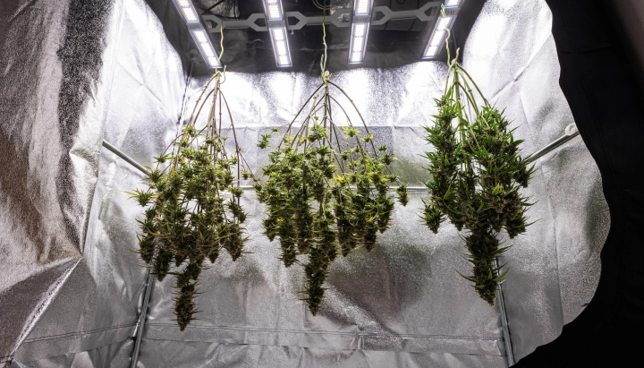 Cosmos F1 kannabisznövények egészben száradnak a grow boxban a betakarítás után, érett, gyantás ágakkal, amelyek sötétben lógnak a trimmelés, curing és a végső hozameredmények előtt.