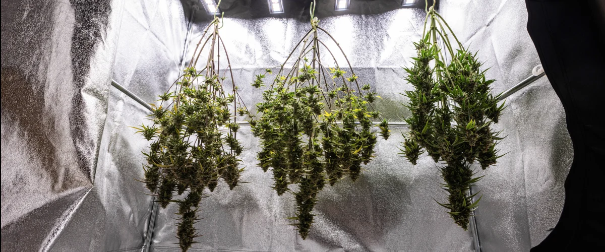 Cosmos F1 kannabisznövények egészben száradnak a grow boxban a betakarítás után, érett, gyantás ágakkal, amelyek sötétben lógnak a trimmelés, curing és a végső hozameredmények előtt.