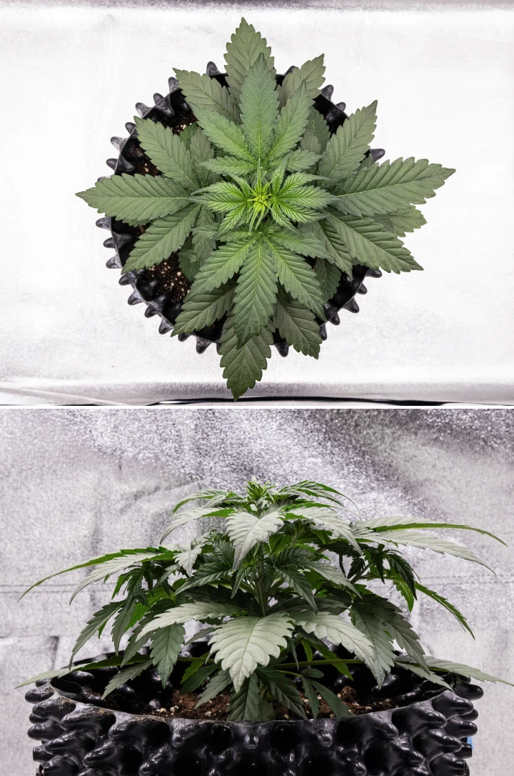 Cosmos F1 kannabisznövény a vegetáció 2. hetében, korai bokros növekedéssel, egészséges elágazással és széles zöld levelekkel a 12–19. csírázási nap között.