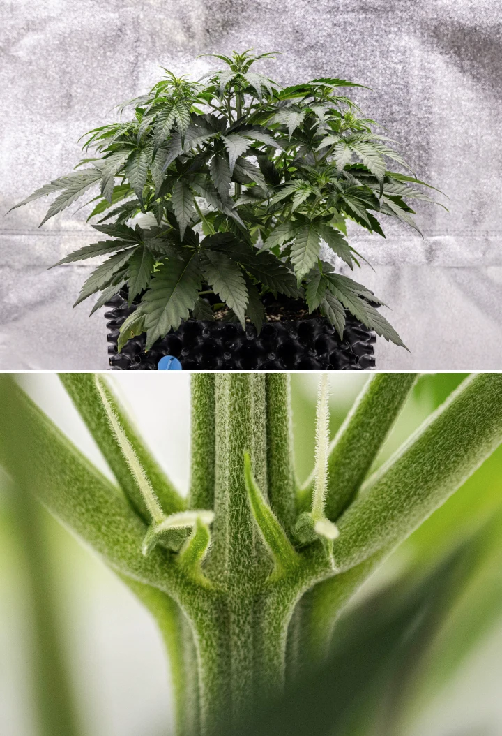 Cosmos F1 kannabisznövény a 3. héten, sativa hatású elágazással, sűrű zöld lombozattal és az első fehér bibékkel, ahogy a virágzás elkezdődik a 19–26. csírázási nap között.