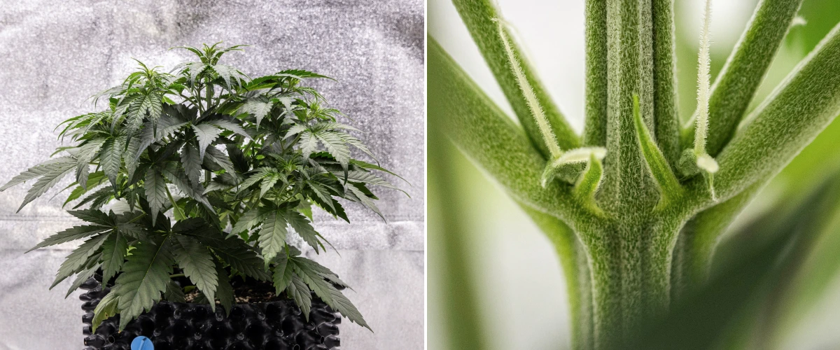 Cosmos F1 kannabisznövény a 3. héten, sativa hatású elágazással, sűrű zöld lombozattal és az első fehér bibékkel, ahogy a virágzás elkezdődik a 19–26. csírázási nap között.