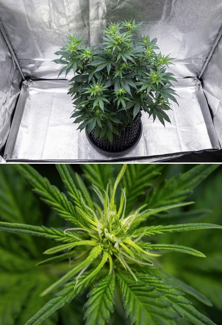 Cosmos F1 kannabisznövény a virágzás 1. hetében, erős függőleges növekedéssel, karácsonyfa-szerű szerkezettel, egészséges sötétzöld levelekkel és fejlődő virágcsoportokkal a 26–33. csírázási nap között.
