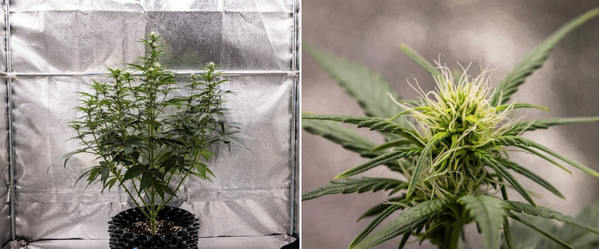 Cosmos F1 kannabisznövény a virágzás 2. hetében, korai virágképződéssel, egészséges zöld lombozattal, függőleges ágszerkezettel és fejlődő fehér bibékkel a 33–40. csírázási nap között.