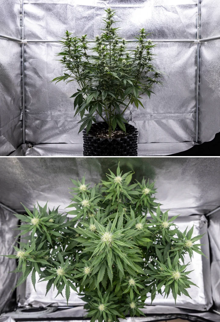 Cosmos F1 kannabisznövény a virágzás 3. hetében, domináns központi kolával, jól elosztott oldalágakkal, egészséges sötétzöld lombozattal és fejlődő virágzási pontokkal a 40–47. csírázási nap között.