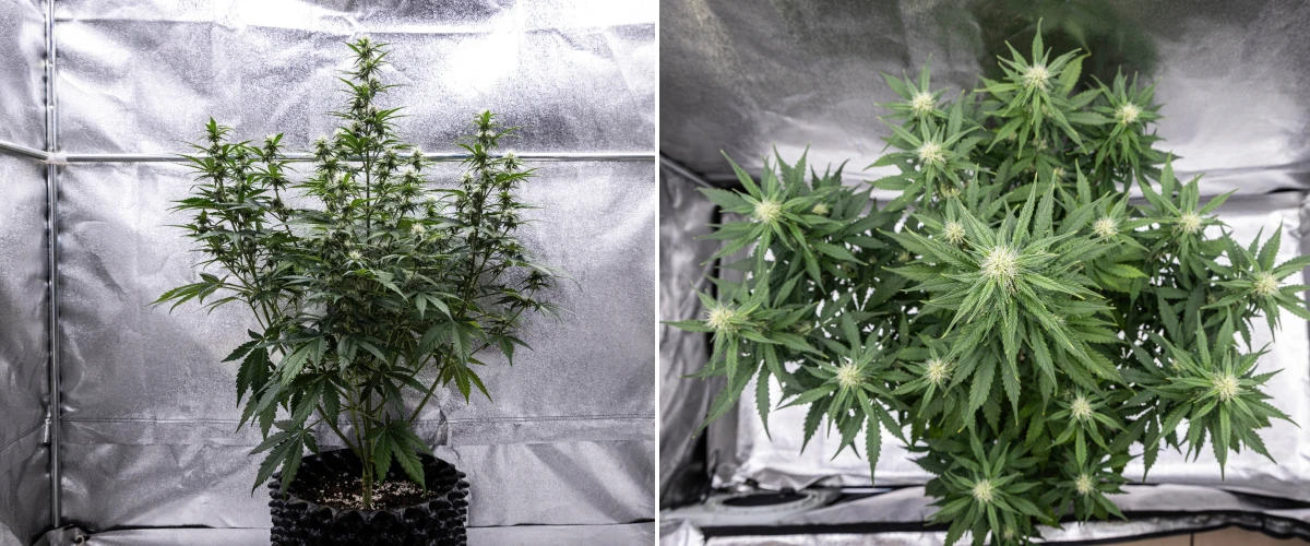 Cosmos F1 kannabisznövény a virágzás 3. hetében, domináns központi kolával, jól elosztott oldalágakkal, egészséges sötétzöld lombozattal és fejlődő virágzási pontokkal a 40–47. csírázási nap között.