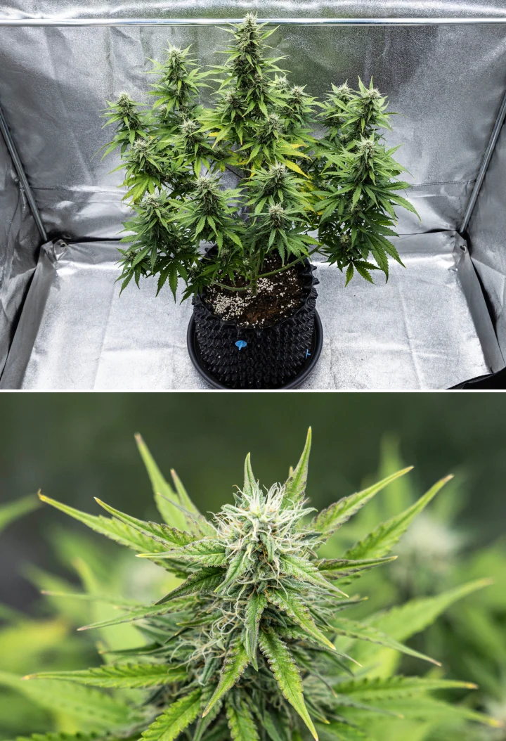 Cosmos F1 kannabisznövény a virágzás 4. hetében, sűrű gyantás virágokkal, ragacsos kelyhekkel, érő kolákkal és az alsó levelek enyhe sárgulásával a 47–54. csírázási nap között.
