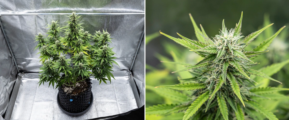 Cosmos F1 kannabisznövény a virágzás 4. hetében, sűrű gyantás virágokkal, ragacsos kelyhekkel, érő kolákkal és az alsó levelek enyhe sárgulásával a 47–54. csírázási nap között.