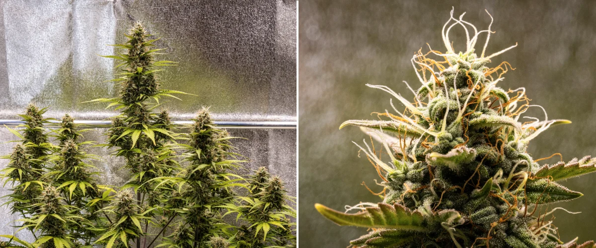Cosmos F1 kannabisznövény a virágzás 5. hetében, trichomákban gazdag kompakt virágokkal, érő kolákkal, borostyánszínű bibékkel és sárguló levelekkel, ahogy közeledik a betakarítás az 54–61. csírázási nap között.
