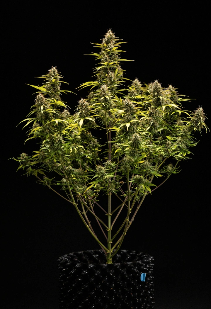 Cosmos F1 kannabisznövény a virágzás és betakarítás 6. hetében, érett, trichomákkal borított kolákkal, duzzadt kelyhekkel, sárguló levelekkel és gyantás virágokkal, amelyek a 68. csírázási napon készen állnak a betakarításra.