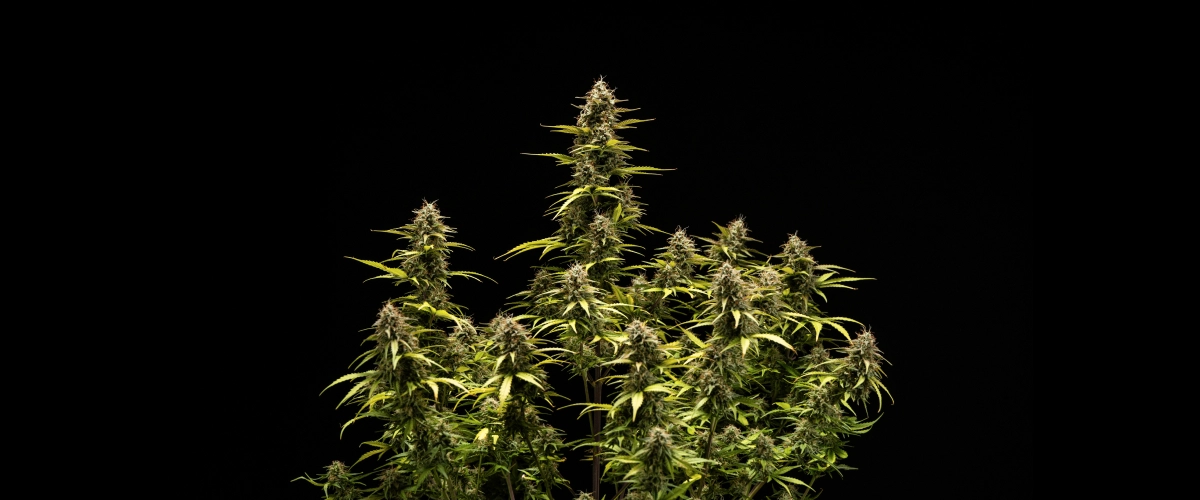Cosmos F1 kannabisznövény a virágzás és betakarítás 6. hetében, érett, trichomákkal borított kolákkal, duzzadt kelyhekkel, sárguló levelekkel és gyantás virágokkal, amelyek a 68. csírázási napon készen állnak a betakarításra.