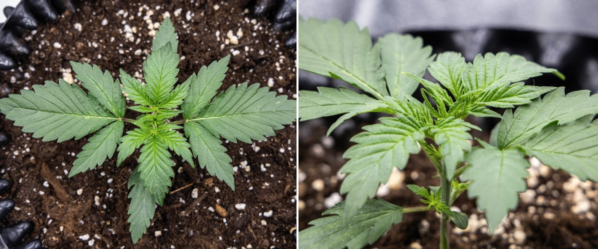 Cosmos F1 kannabisznövény a vegetáció 1. hetében, kompakt, egyenes növekedéssel, egyenletes levéltávolsággal és egészséges korai lombozattal az 5–12. csírázási nap között.