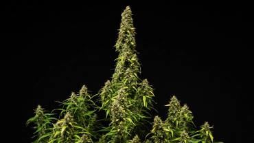 Érett Wedding Cake Auto kannabisznövény fekete háttér előtt, sűrű gyantás virágokkal, fakuló levelekkel és magas központi colával a virágzás utolsó szakaszában.