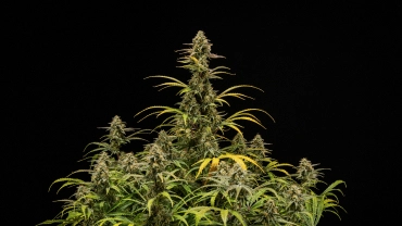 Érett Hyperion F1 kannabisznövények fekete háttér előtt, magas virágzó colákkal, gyantás virágokkal, fakuló levelekkel és erőteljes lombkoronával a virágzás utolsó szakaszában.