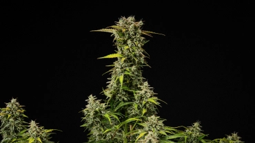 Érett Royal Creamatic kannabisznövény sűrű, gyantás virágokkal, fagyos trichomákkal és magas főkolával fekete háttér előtt.